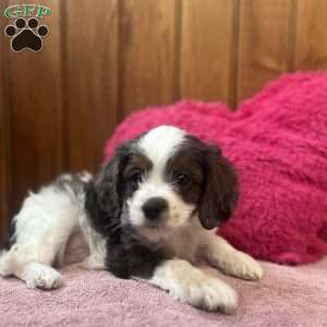 George, Cavapoo Puppy